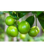 FMG Lia&#39;S Lime Tree Seeds Growing Key Lime Tree Seeds 20 Seeds Fresh See... - $20.51