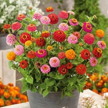 US Seller 50 Dwarf Zinnia Thumbelina Flower Seeds Fast Shipping - $12.86