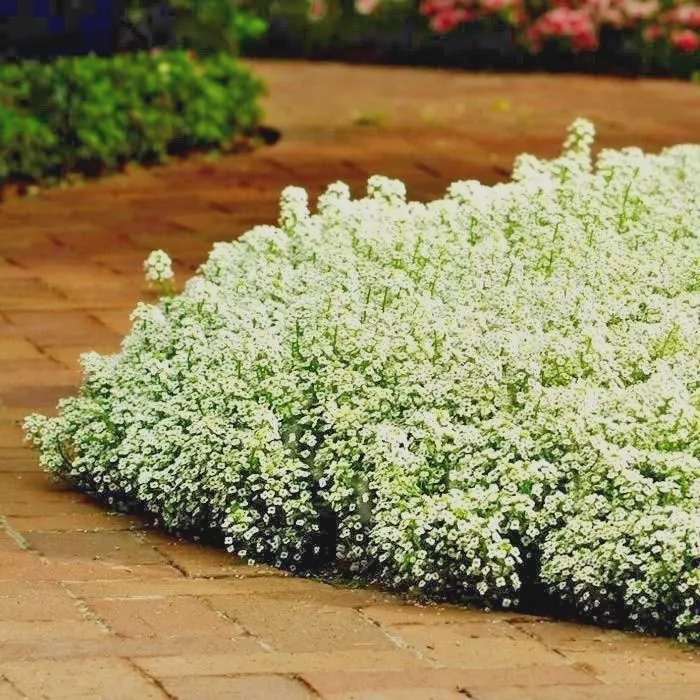 1000 of DWARF SWEET ALYSSUM Flower Seeds Drought Heat Groundcover Container Easy - £2.91 GBP