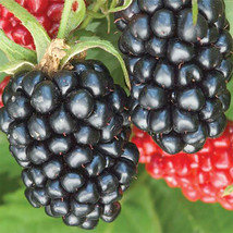 RJ 10 Seeds Thornless Apache Blackberry Seeds Triple Crown Giant - £3.49 GBP