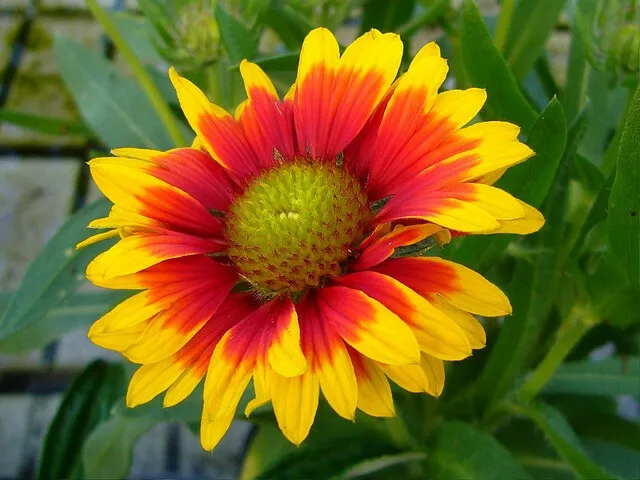 400 of INDIAN BLANKET FLOWER SEEDS - Butterflies Perennial Wildflower Fi... - $2.88