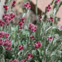 Fresh New 20 Red Pussytoes Antennaria Dioica Rubra Everlasting Flower Se... - £11.13 GBP