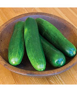 MBK Burpless Beauty Cucumber 10 Seeds Bulk Seeds - $18.45 CAD