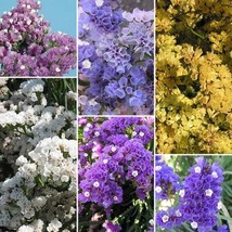 50 Statice Pastel Shades Flower Seeds Mix Long Last Annual Deer ResistantFrom US - $8.35