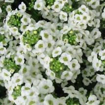 From Usa Alyssum, Sweet Carpet Of Snow Perennial White Heirloom Usa Non-GMO 100 - £3.18 GBP