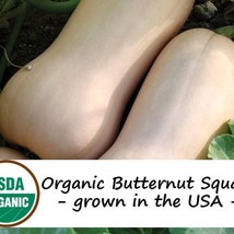 New Fresh USA Seller 20 Organic Waltham Butternut Winter Squash Seeds - £11.29 GBP