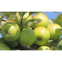 25+ Bedan Apple Seeds – Grow Your Own Delicious Home Garden Apples - $16.50
