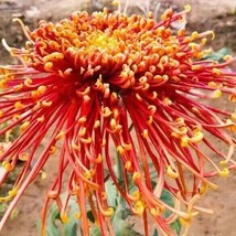 PWO Orange Spider Chrysanthemum Mums  Flower Garden Buy 10 Get 10 Free - £8.74 GBP