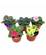 African Violet Assortment Set, 4 inch pots 5 Different African violets p... - €55,90 EUR