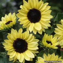 Sunflower- Moonshine- 100 Seeds Fresh Garden Usa Seller - $6.80