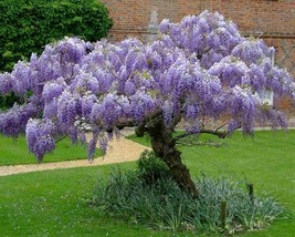 Wisteria Sinensis (Chinese Blue Wisteria) 10 seeds - £1.55 GBP