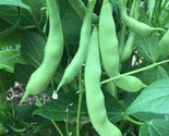 Roma II Bush Green Bean Seeds Flat Stringless NON-GMO  - $4.12