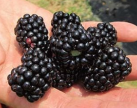 100 Blackberry Blackberries Fruit SEEDS Easy to Grow Berries - $13.75