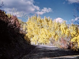 1970 Autumn Road Scene Changing Leaves Wyoming Kodachrome 35mm Slide - £4.27 GBP