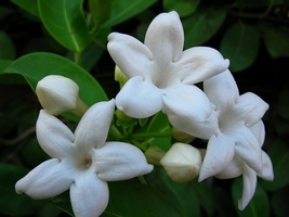 FROM US 10 Seeds Fragrant Flower Stephanotis floribunda Madagascar jasmi... - £25.09 GBP