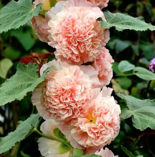 New For Fall Chaters Double Salmon Hollyhock Flower 25 Seeds Fresh Garden - £9.43 GBP