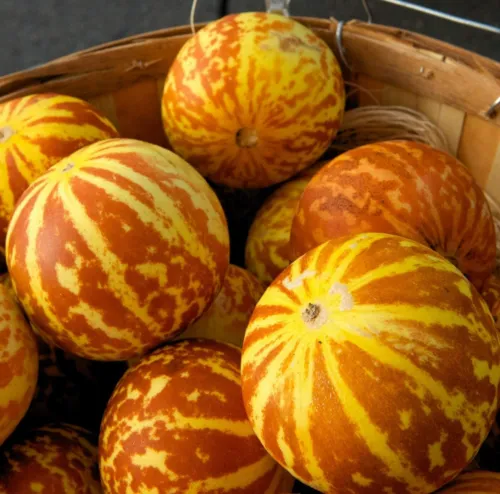 20 Tigger Melon Seeds Exotic Fruit Seeds To Plant Sweet Exotic Fresh Seeds - £17.24 GBP