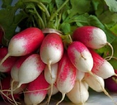 2000 Radish Seeds French Breakfast Seeds Garden USA Seeds - $9.00