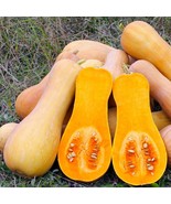 MX Squash Butternut Seeds Sweet Flesh Roasting Favorite Non GMO Bulk Seed - €8,67 EUR