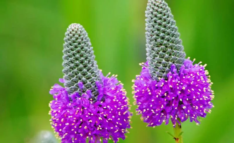 Clover Purple Prairie Flower 315 Seeds - £4.28 GBP