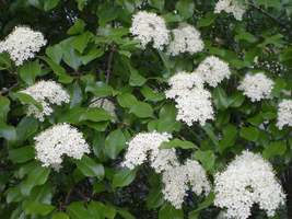 Blackhaw Viburnum (Viburnum prunifolium) image 4