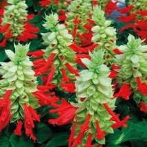 40 Seeds Salvia Reddy White Surprise Sage Perennial Flower  - £13.30 GBP