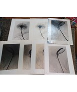 Vintage Lot Of 7 Original X-Ray Flower 8 x 10 Photographs Nature Study - $137.33 CAD