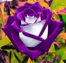 US-Seller 50Pcs Osiria PURPLE/White Rose Bush Seeds - £3.15 GBP