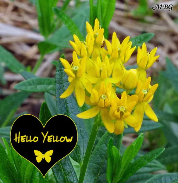 Butterfly Flower Milkweed Hello Yellow For Monarchs Tiny Daffodils Fresh Garden - $15.95