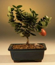 Flowering Dwarf Plum - Small   (carissa  macrocarpa)  - £25.91 GBP