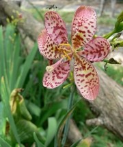 TH 20Seeds Belamcanda Freckle Face Lily / Heatdrought Tolerant Perennial - £11.94 GBP