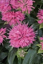 LimaJa Pink Bee Balm Monarda Flower 50 Seeds Perennial USA - £4.82 GBP