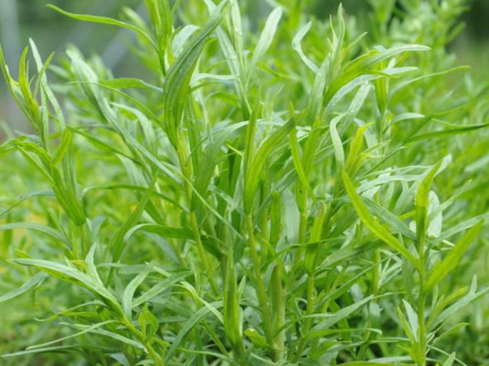 Russian Tarragon Seeds Organic Tarragon Seeds Seeds Herbs At Home Fresh ... - $2.98