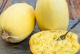 Fresh Garden Heirloom Spaghetti Squash Seeds 20 Seeds - £7.14 GBP