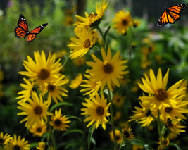 100 Seeds Maximilian&#39;s Sunflower Helianthus Maximiliani Fast Sprouting Heirloom - £6.44 GBP