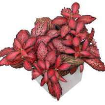 Fittonia Red Nerve Plant Starter Plant 2 Plants New Fresh  - $57.60
