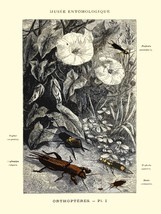 Decoration Poster.Home wall art.Room design.French Bug Science illustration.9130 - £13.01 GBP+