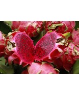 Dragon Fruits Plant -Pink - $852.74 MXN