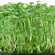 Radish Bud Seeding Vegetable, 150 seeds - £8.13 GBP