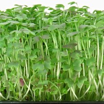 Radish Bud Seeding Vegetable, 150 seeds - £8.20 GBP