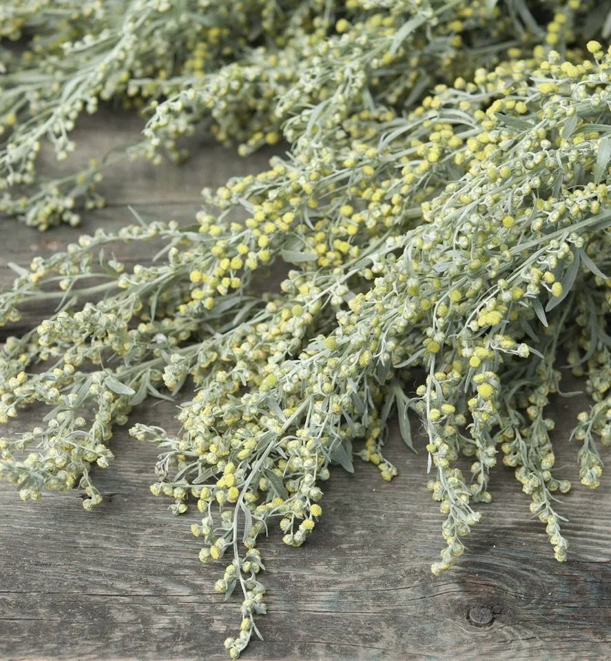 Absinthe Wormwood Artemisia absinthium Perennial 1000 Seeds - $9.50