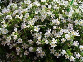 Bacopa Seeds Snowtopia 25 Multi Pelleted Seeds   - £19.54 GBP