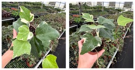 LIVE PLANT Variegated Algerian ivy 4” pot Houseplant - $41.99
