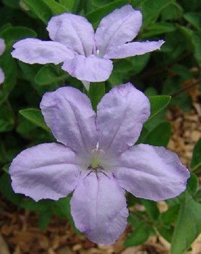 25+ RUELLLIA HUMILLIS  &quot;WILD PETUNIA&quot;  FLOWER SEEDS / READILY SELF SEEDS - $10.64