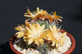 Echinopsis ssp rossii lobivia exotic flowering flower cactus rare seed 50 SEEDS - £7.18 GBP