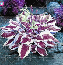 RJ Colorful hosta seeds Indoor bonsai flower seeds Coleus genus planting potted  - £5.01 GBP