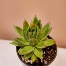 Live Succulent in Ceramic Planter, 4 inch Pot, Echeveria Agavoides Houseplant image 2