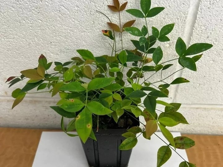 HARBOR DWARF NANDINA 4&quot; pot Plant - $41.99