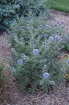 25 Pcs Blue Globe Thistle Flower Seeds #MNSS - £11.98 GBP