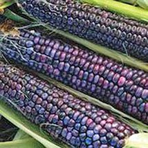 Corn, Blue HOPI, Heirloom ,200 Seeds, Great for Making Blue Corn Flour - £4.76 GBP